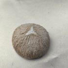 ÉKSZERTARTÓ - VALÓDI KÓKUSZDIÓ GYŰRŰTARTÓ - KAGYLÓKKAL 2 - GYANTACSODÁK