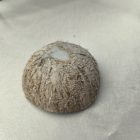 ÉKSZERTARTÓ - VALÓDI KÓKUSZDIÓ GYŰRŰTARTÓ - TEKNŐSSEL 2 - GYANTACSODÁK