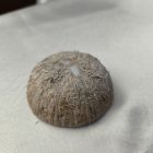 ÉKSZERTARTÓ - VALÓDI KÓKUSZDIÓ GYŰRŰTARTÓ - TEKNŐSSEL - GYANTACSODÁK