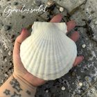 ÉKSZERTARTÓ TENGER MINTÁVAL 3 - VALÓDI ÓRIÁSKAGYLÓ GYŰRŰTARTÓ - GYANTACSODÁK